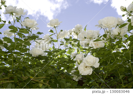 薔薇園に白色のバラの花が咲いています。このバラの名前はアイスバーグ（シュネーヴィッチェン）です。 130083046