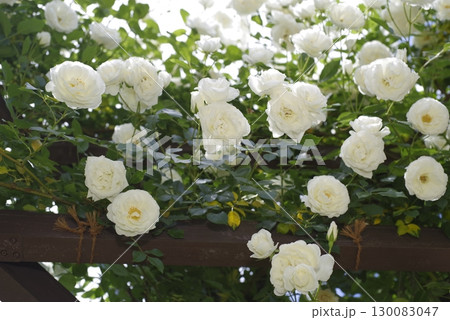 薔薇園に白色のバラの花が咲いています。このバラの名前はアイスバーグ（シュネーヴィッチェン）です。 130083047