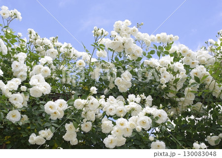 薔薇園に白色のバラの花が咲いています。このバラの名前はアイスバーグ（シュネーヴィッチェン）です。 130083048