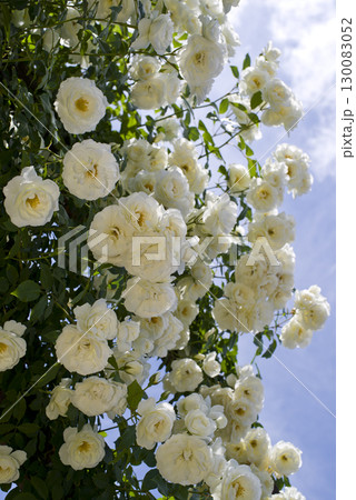 薔薇園に白色のバラの花が咲いています。このバラの名前はアイスバーグ(シュネーヴィッチェン)です。 薔薇園に白色のバラの花が咲いています。このバラの名前はアイスバーグ(シュネーヴィッチェン)です。 130083052