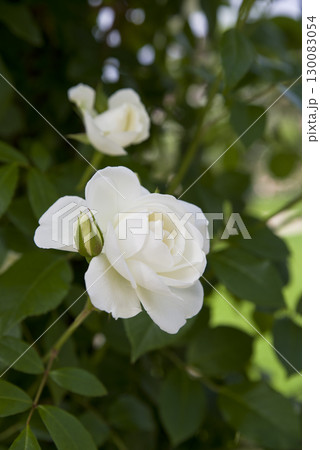 薔薇園に白色のバラの花が咲いています。このバラの名前はアイスバーグ(シュネーヴィッチェン)です。 薔薇園に白色のバラの花が咲いています。このバラの名前はアイスバーグ(シュネーヴィッチェン)です。 130083054