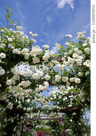 薔薇園に白色のバラの花が咲いています。このバラの名前はアイスバーグ(シュネーヴィッチェン)です。 薔薇園に白色のバラの花が咲いています。このバラの名前はアイスバーグ(シュネーヴィッチェン)です。 130083055