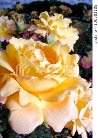 薔薇園に赤色や黄色のバラの花が咲いています。このバラの名前はスブニール・ド・アンネ・フランクです。 薔薇園に赤色や黄色のバラの花が咲いています。このバラの名前はスブニール・ド・アンネ・フランクです。 130083188