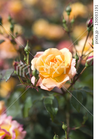 薔薇園に赤色や黄色のバラの花が咲いています。このバラの名前はスブニール・ド・アンネ・フランクです。 130083191