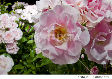 薔薇園にピンク色と白色の薔薇の花が咲いています。このバラの名前はセレッソです。 薔薇園にピンク色と白色の薔薇の花が咲いています。このバラの名前はセレッソです。 130083369