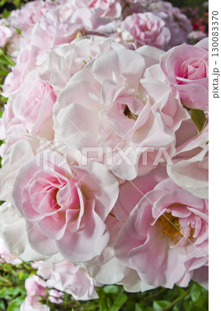 薔薇園にピンク色と白色の薔薇の花が咲いています。このバラの名前はセレッソです。 薔薇園にピンク色と白色の薔薇の花が咲いています。このバラの名前はセレッソです。 130083370