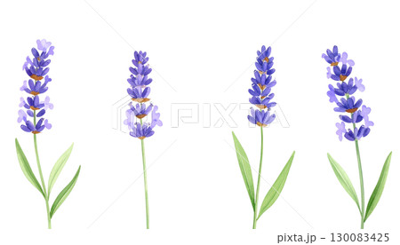 Bright purple lavender field isolated on white background. 130083425