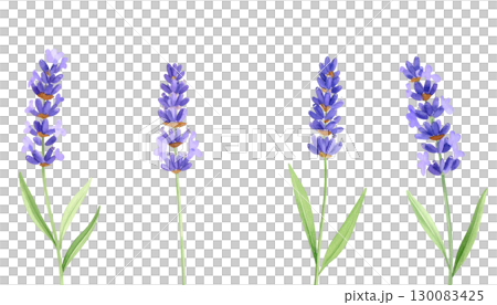 Bright purple lavender field isolated on white background. 130083425