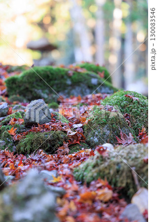 苔と紅葉した落ち葉 130083546