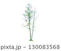 建築パースで使える樹木の添景_二本に分かれる白樺 130083568