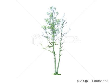 建築パースで使える樹木の添景_二本に分かれる白樺 130083568