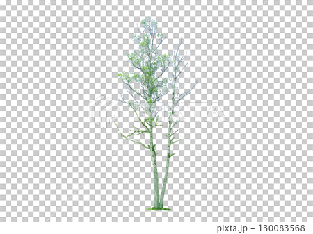 建築パースで使える樹木の添景_二本に分かれる白樺 130083568