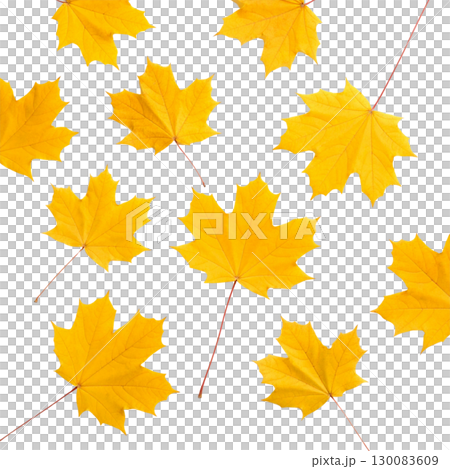 Vibrant illustration of colorful autumn maple leaves isolated on white background. 130083609