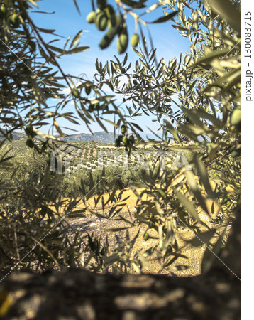 Olive tree branch with green olives in Mediterranean farmland 130083715
