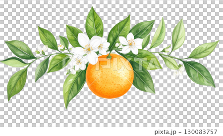 Ripe citrus fruit with green leaves isolated on white Ripe citrus fruit with green leaves isolated on white 130083757