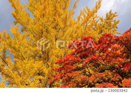 北海道大学の美しい秋の銀杏並木の風景 北海道大学の美しい秋の銀杏並木の風景 130083842