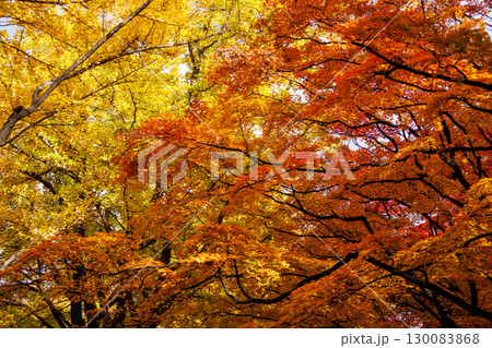 北海道大学の美しい秋の銀杏並木の風景 130083868
