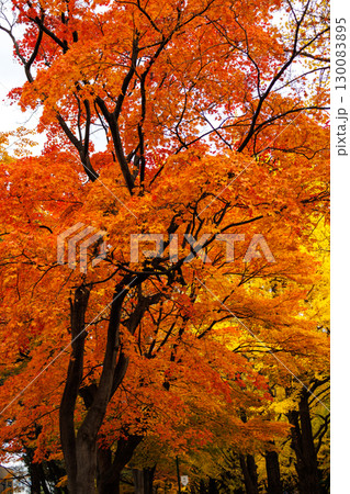 北海道大学の美しい秋の銀杏並木の風景 130083895