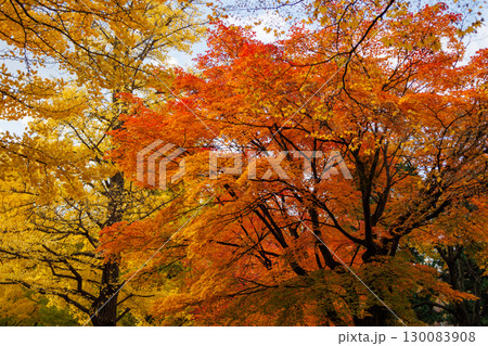 北海道大学の美しい秋の銀杏並木の風景 北海道大学の美しい秋の銀杏並木の風景 130083908