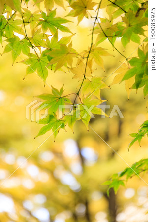 北海道大学の美しい秋の銀杏並木の風景 北海道大学の美しい秋の銀杏並木の風景 130083925