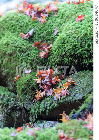 苔と紅葉した落ち葉 130084047