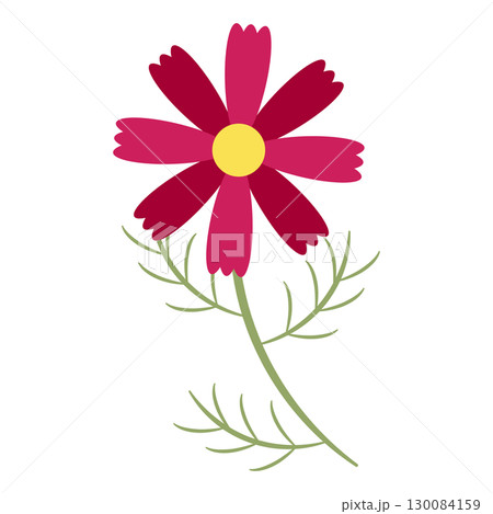 深紅のコスモスの花 130084159