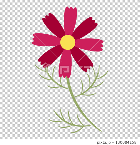 Deep red cosmos flowers 130084159