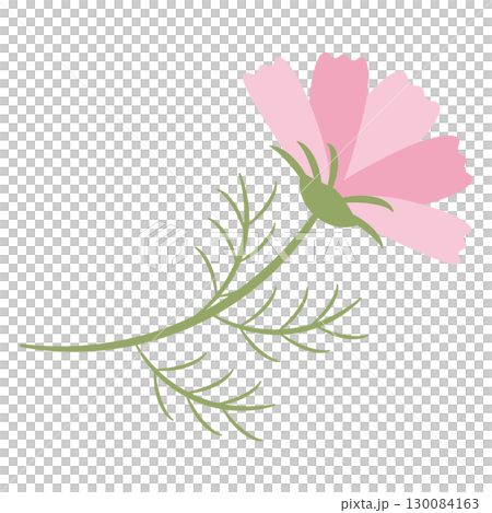 Simple cosmos flower - side view 130084163
