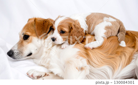 親犬の背中でくつろぐ子犬　generative ai 130084301