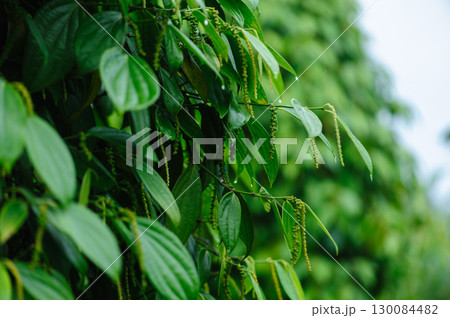 Black pepper fruits grow on tree in garden Black pepper fruits grow on tree in garden 130084482