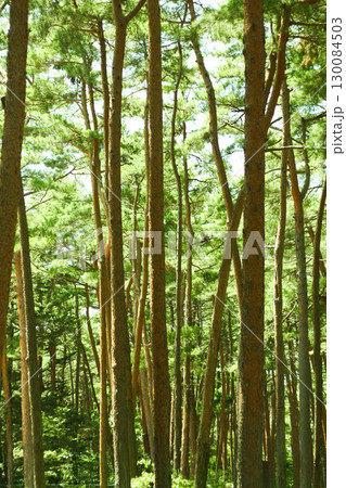 立ち並ぶ赤松 立ち並ぶ赤松 130084503
