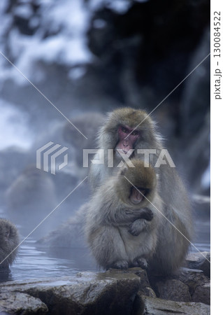 温泉に入る地獄谷猿園の猿 温泉に入る地獄谷猿園の猿 130084522