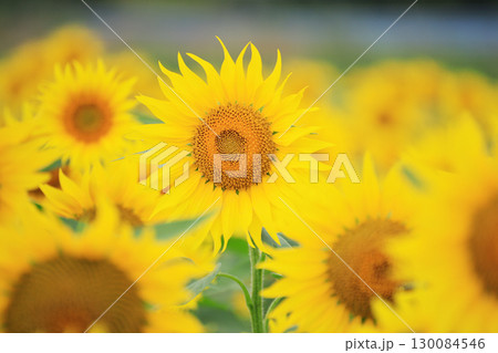 夏に咲く花ひまわり 夏に咲く花ひまわり 130084546