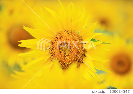 太陽のように輝くひまわりの花 太陽のように輝くひまわりの花 130084547