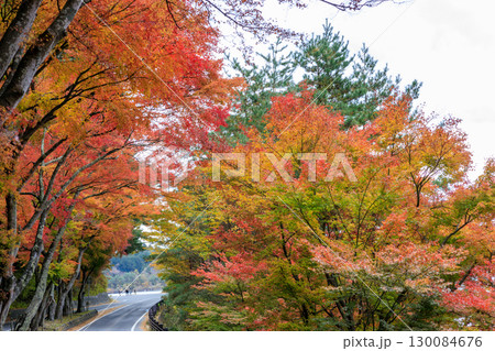 紅葉ピークを迎えた富士川口の畔のもみじトンネル 130084676