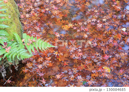 紅葉した落ち葉がたまった池 130084685