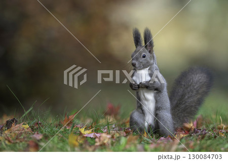 森でたたずむエゾリス 130084703