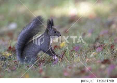 森でたたずむエゾリス 130084706