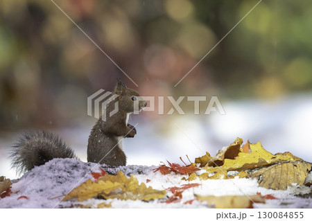 落ち葉の中でたたずむエゾリス 落ち葉の中でたたずむエゾリス 130084855