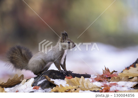 落ち葉の中でたたずむエゾリス 130084856