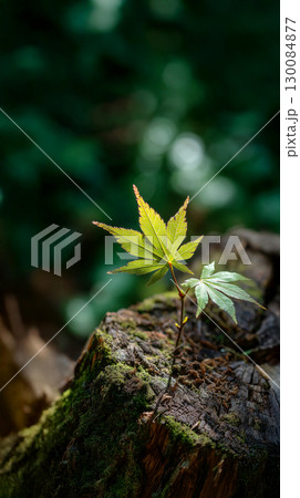 朽ち果てた大木から生えている一つの実生の新芽 朽ち果てた大木から生えている一つの実生の新芽 130084877