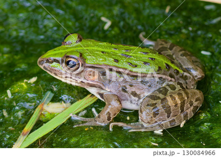 田んぼにいるトノサマガエル 130084966