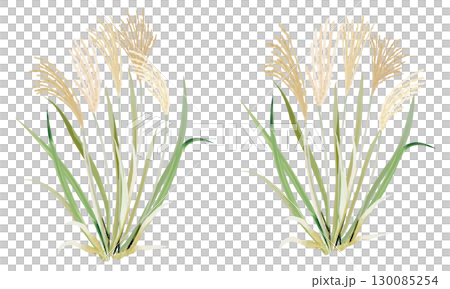 日本蒲葦的水彩插圖 130085254