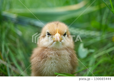 This adorable chick gives a grumpy stare from the green grass in this close-up portrait. 130085444