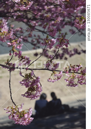Full blooming "Kazawa-zakura" / 満開の見頃を迎えた堤防沿いの河津桜 Full blooming "Kazawa-zakura" / 満開の見頃を迎えた堤防沿いの河津桜 130085671