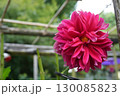 ダリアの花　大鷹 130085823