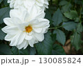 ダリアの花　スノーベル 130085824