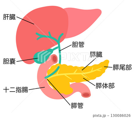 肝臓　胆嚢　膵臓　十二指腸　臓器の構造 130086026
