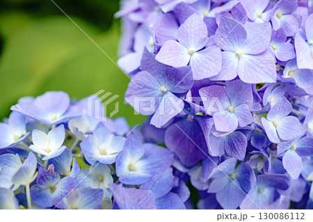 爽やかな紫陽花のクローズアップ 130086112