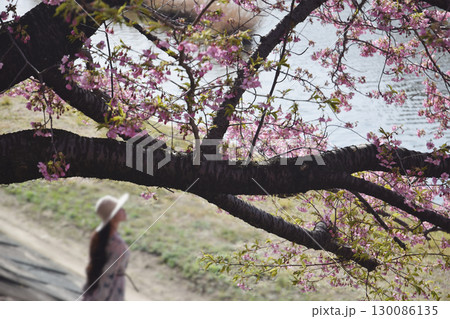 Full blooming "Kazawa-zakura" / 満開の見頃を迎えた堤防沿いの河津桜 130086135